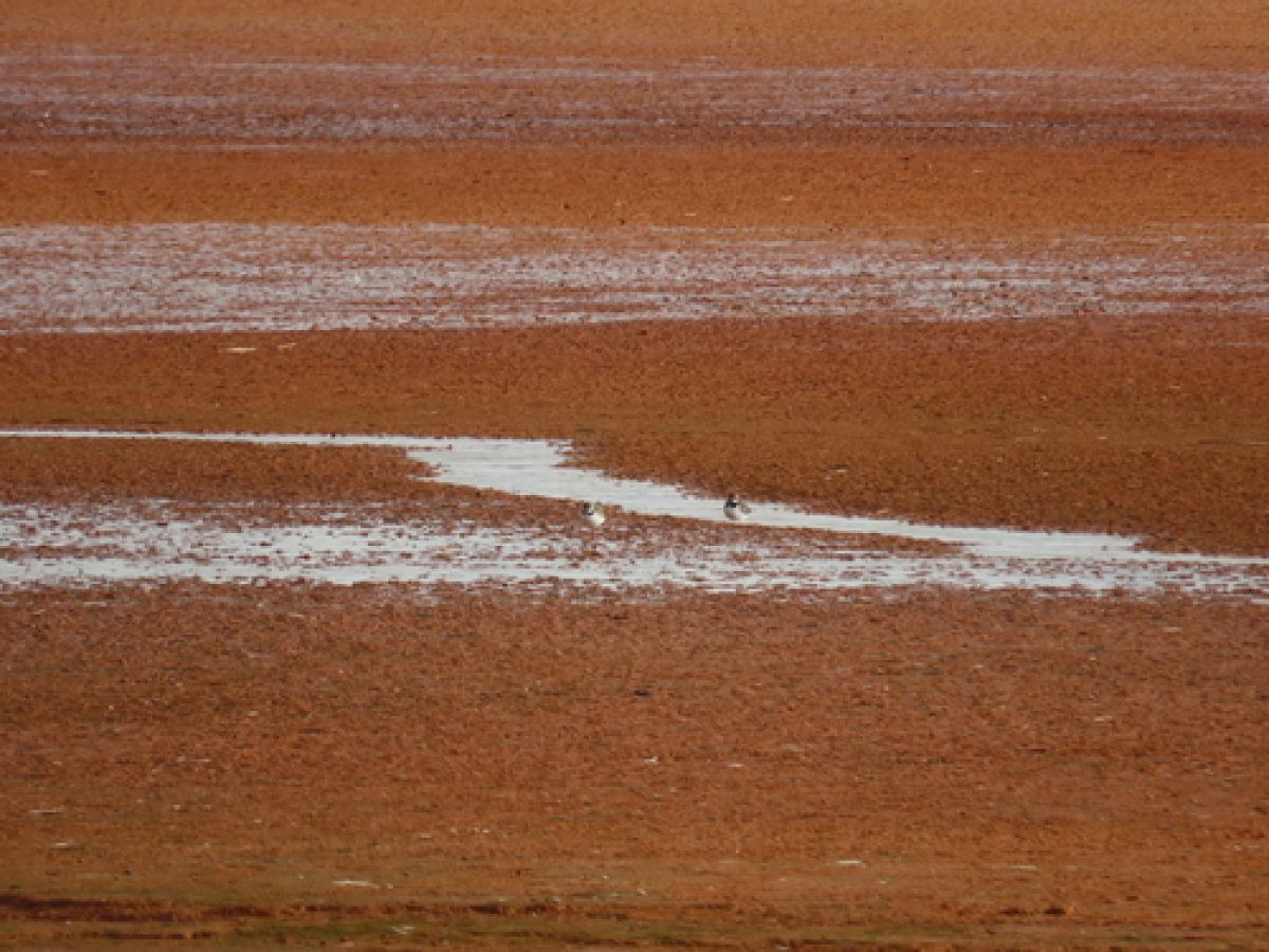 observation image
