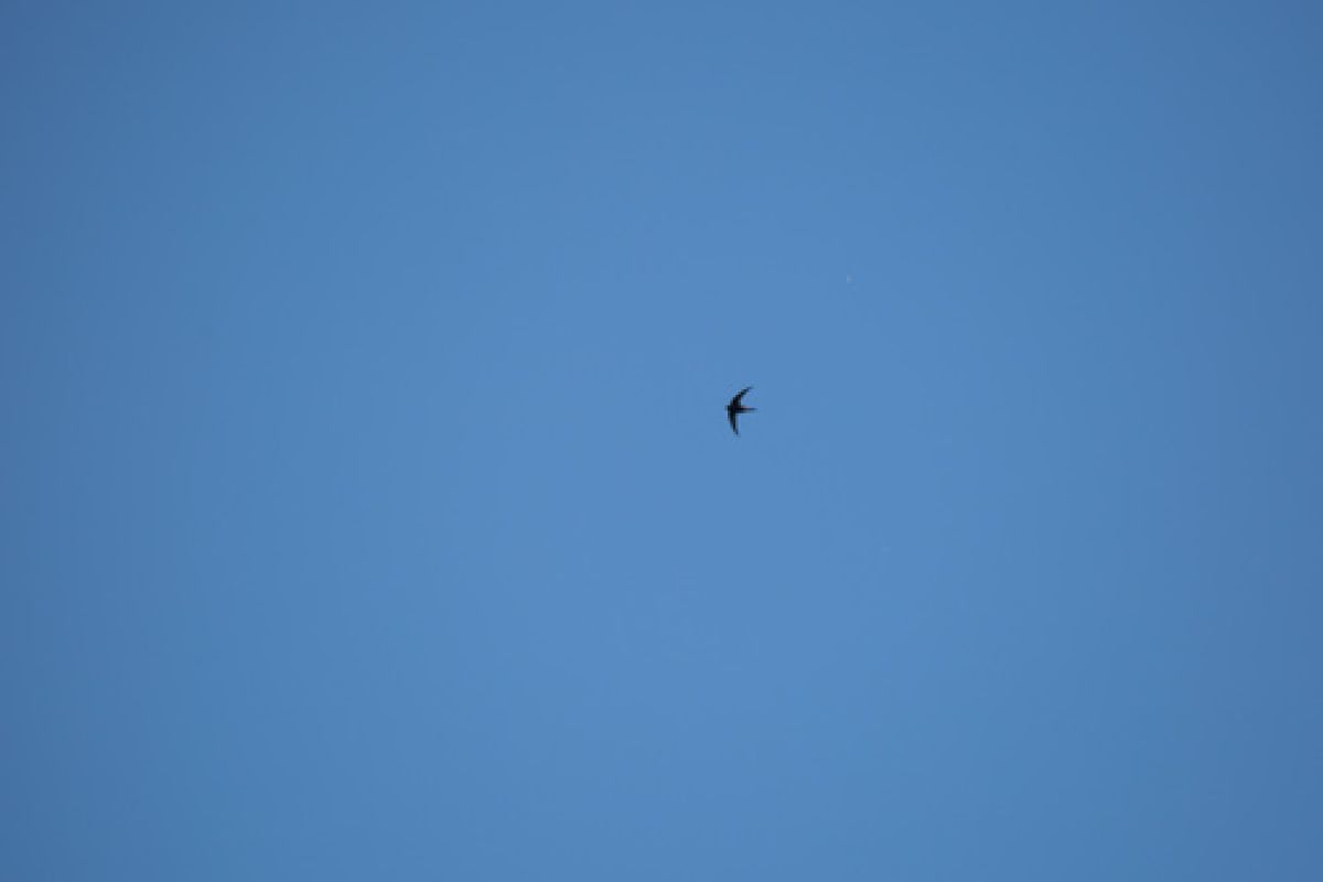 observation image