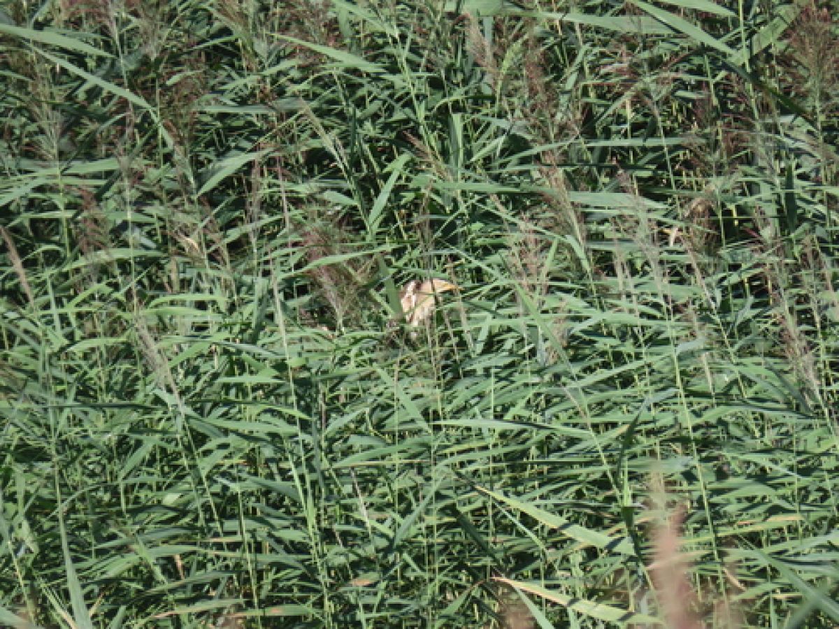observation image