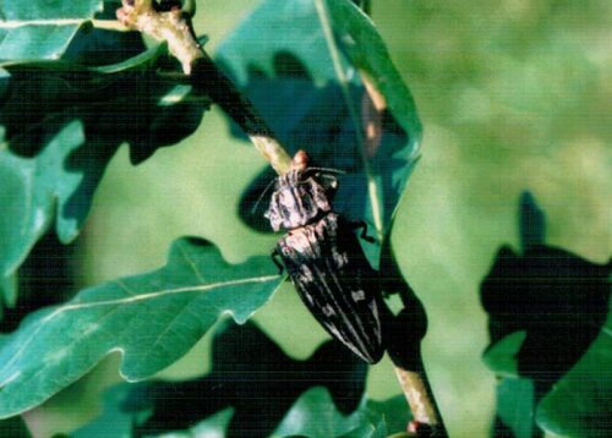observation image