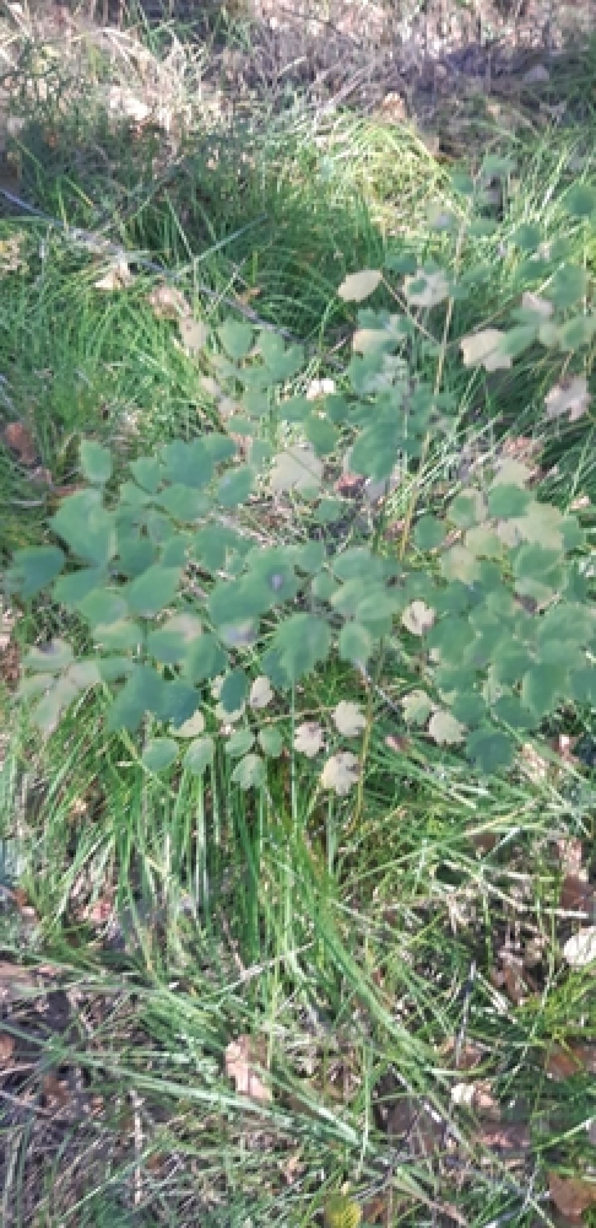 observation image
