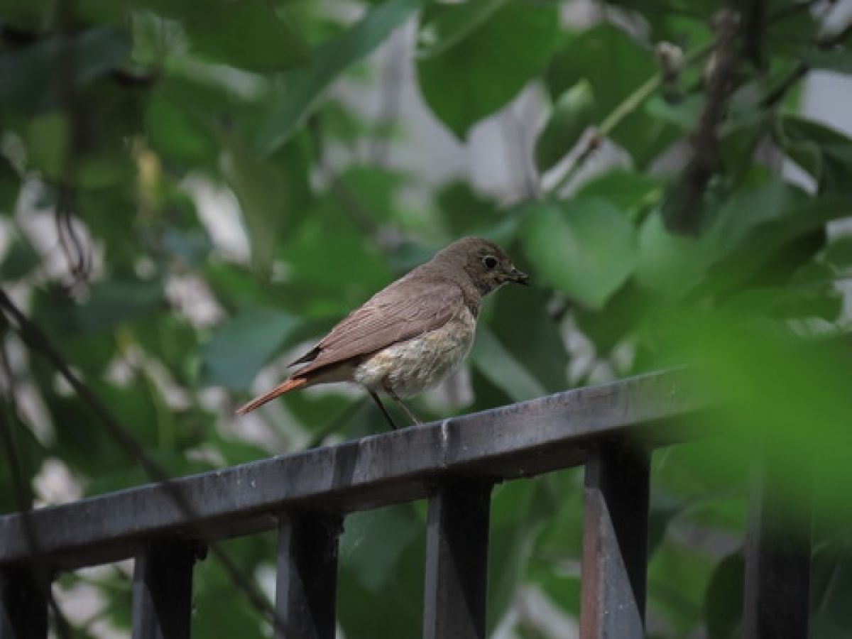 observation image