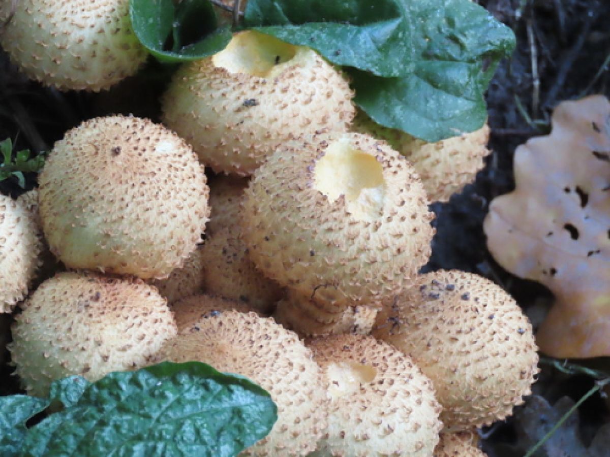observation image