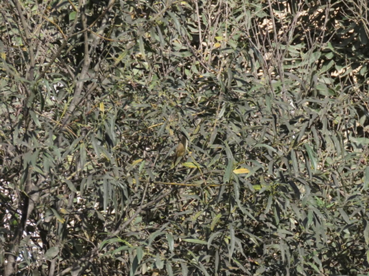 observation image