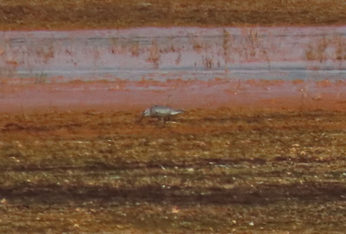 observation image