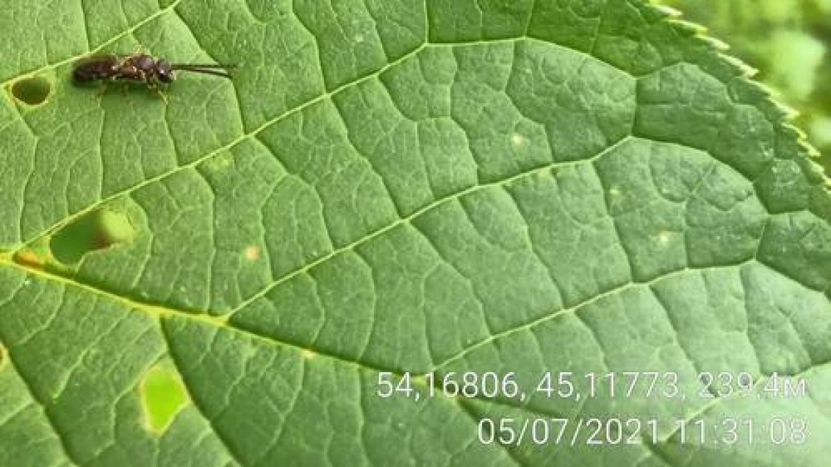 observation image