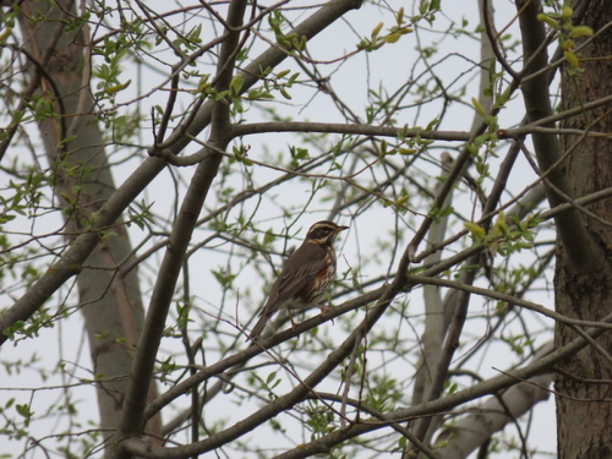 observation image