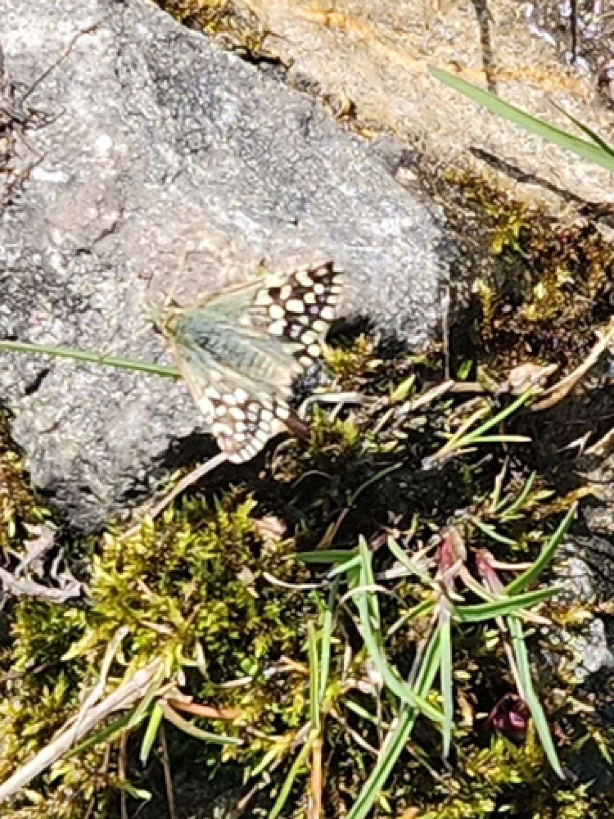 observation image