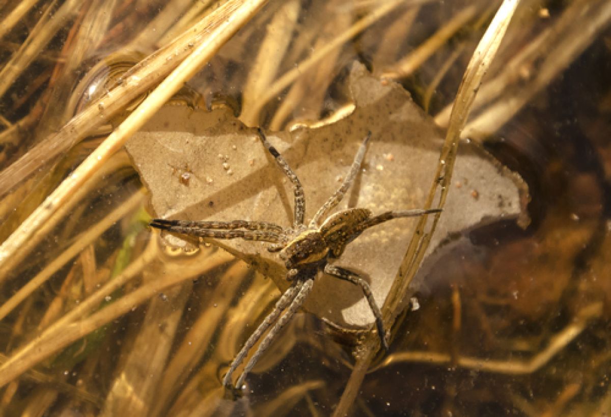 observation image