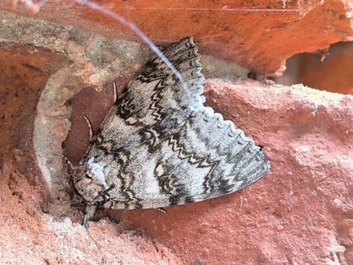observation image