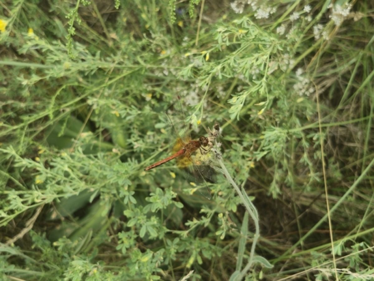 observation image