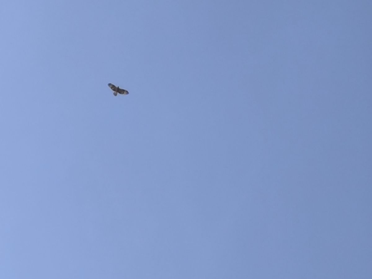 observation image