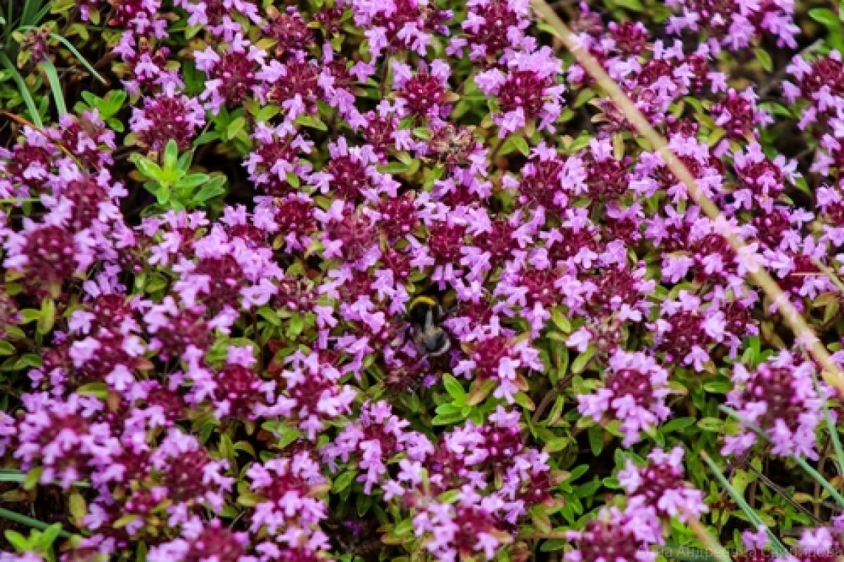 observation image