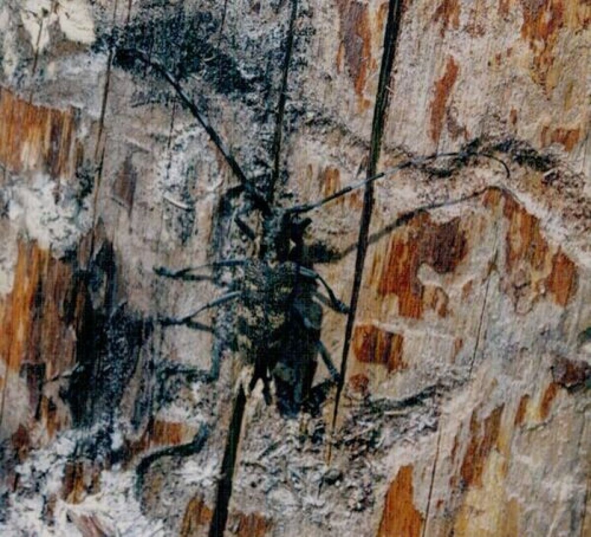 observation image