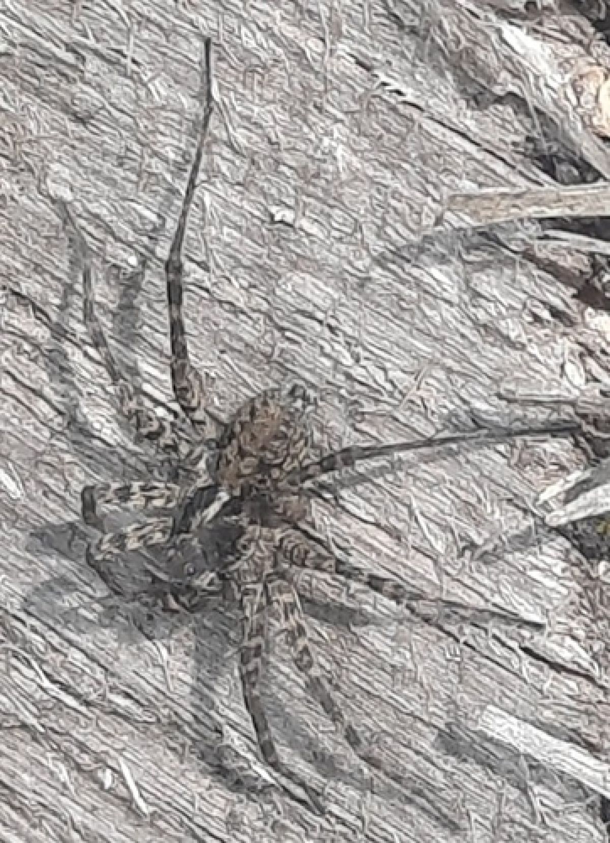 observation image