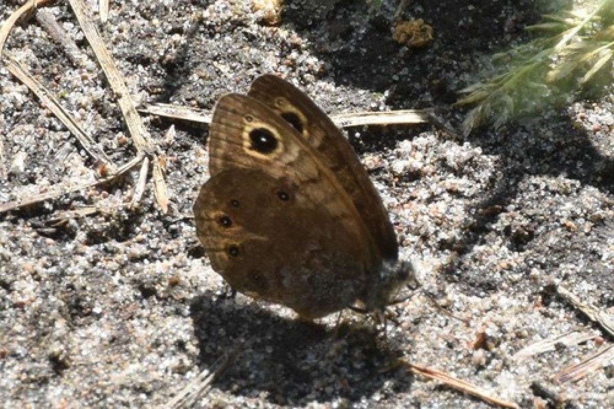 observation image