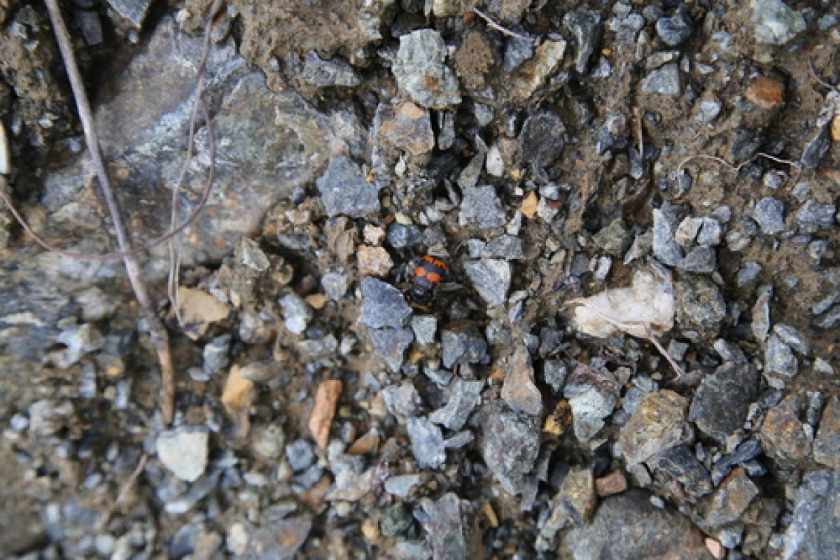 observation image