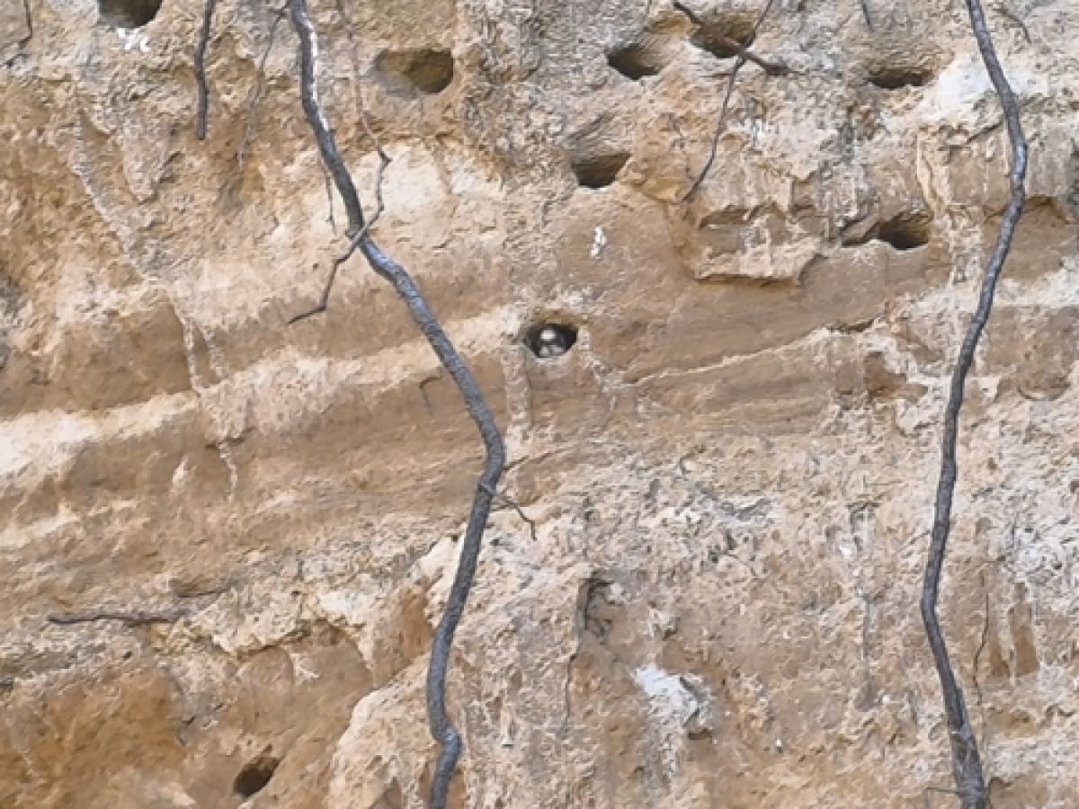 observation image