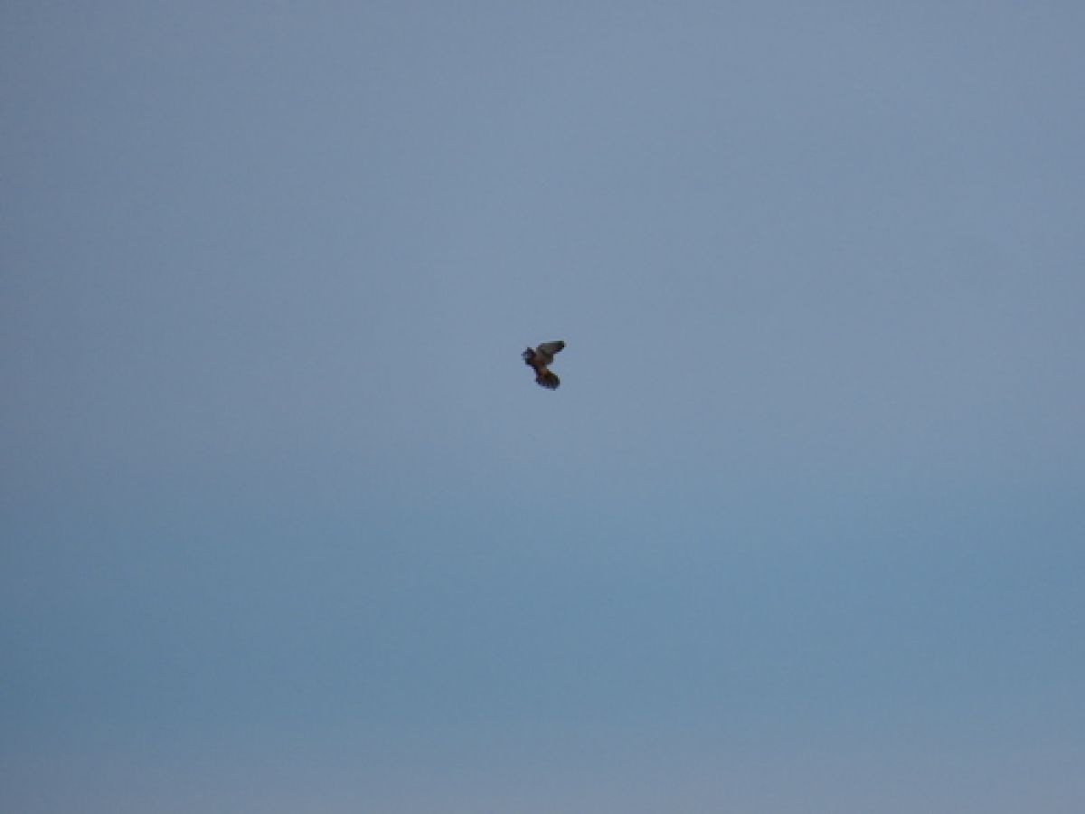 observation image