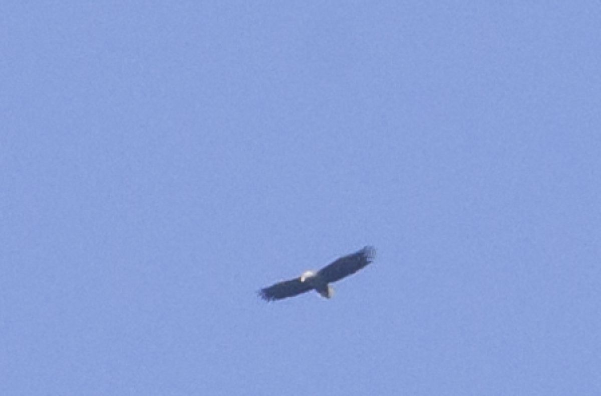 observation image