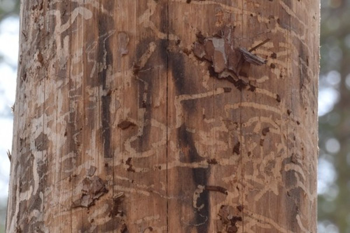 observation image