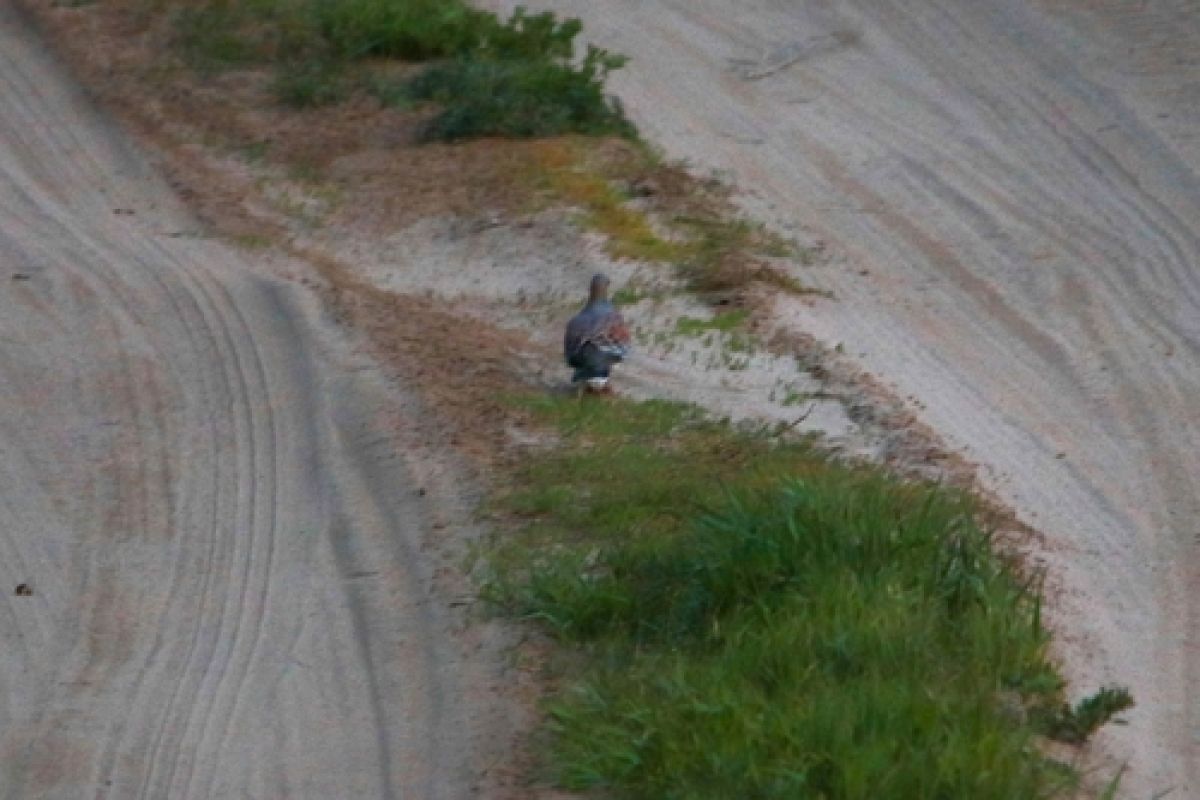 observation image