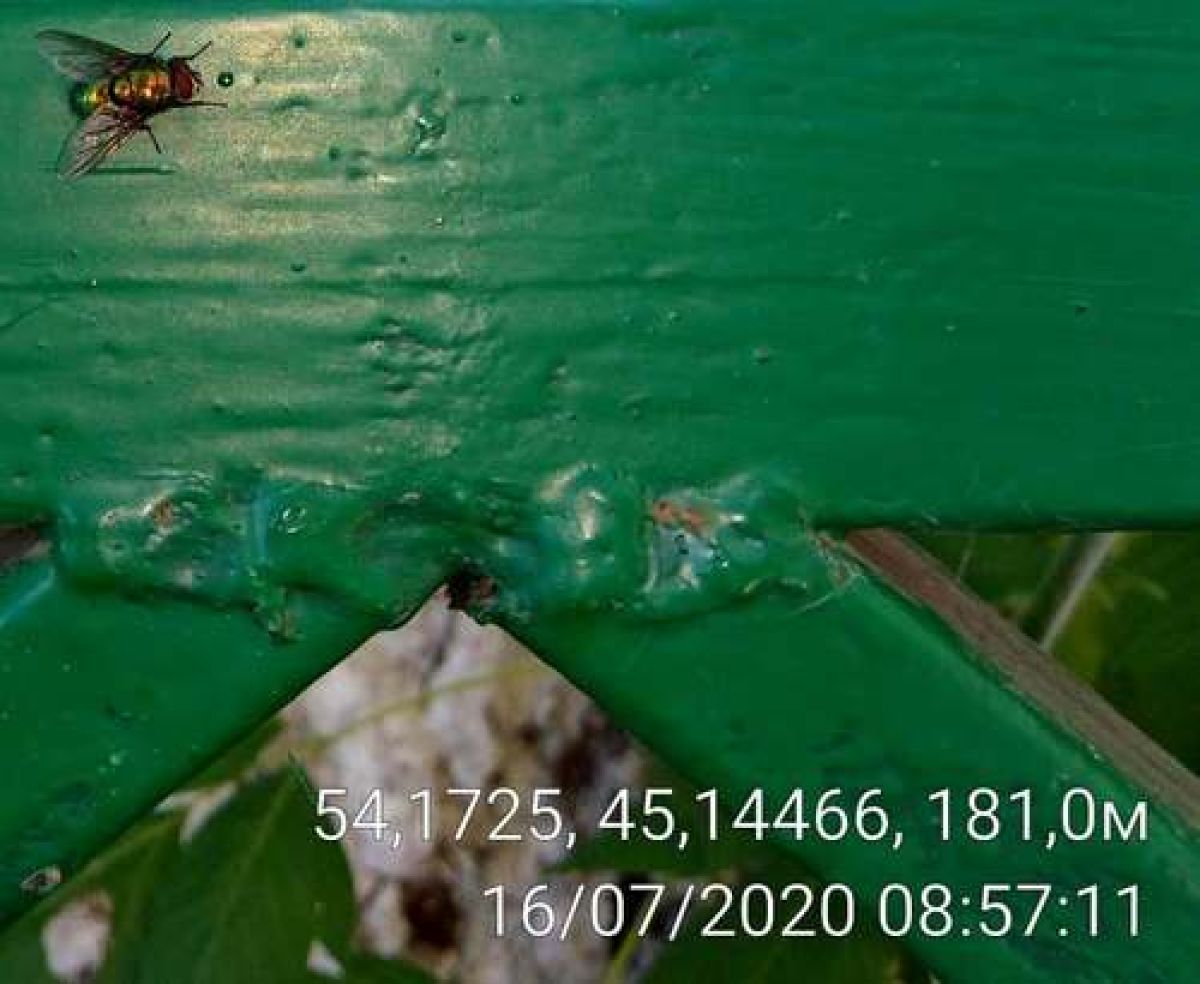 observation image