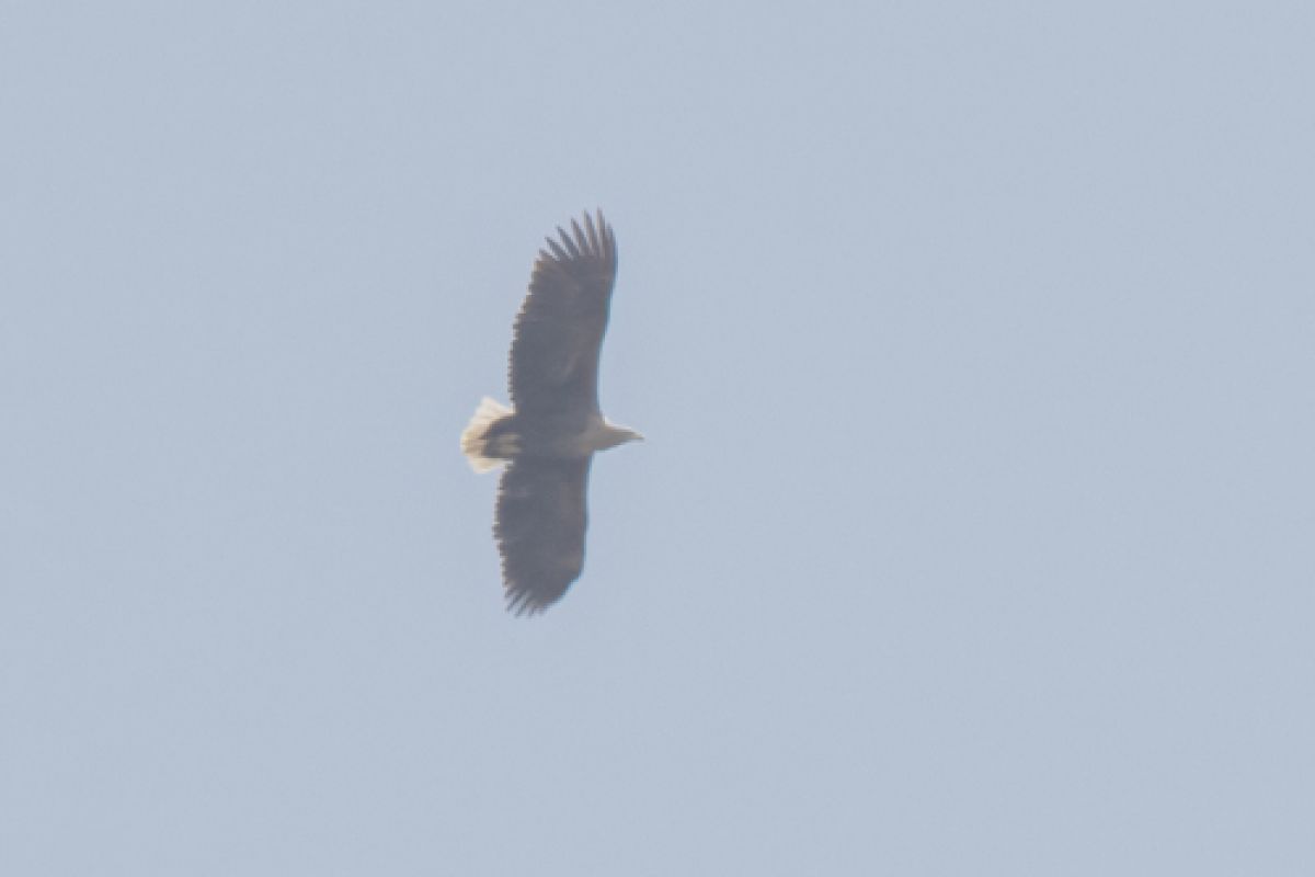 observation image