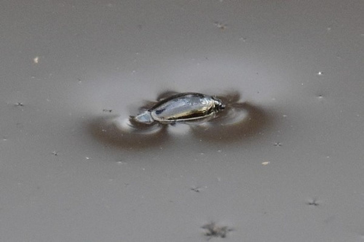 observation image