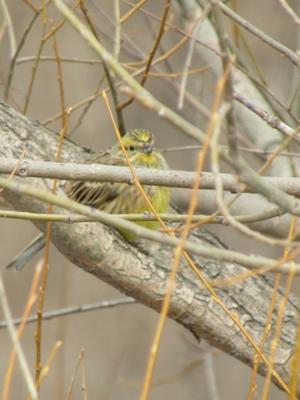 observation image