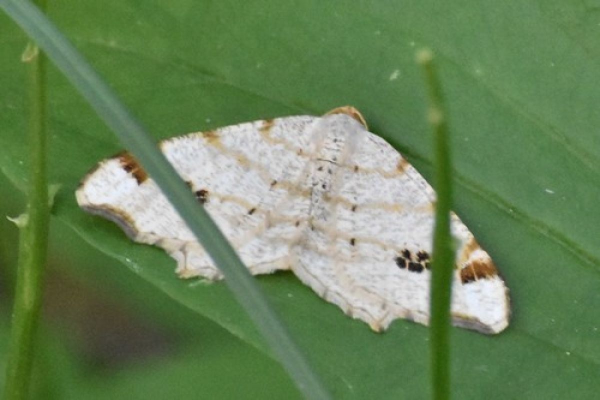 observation image