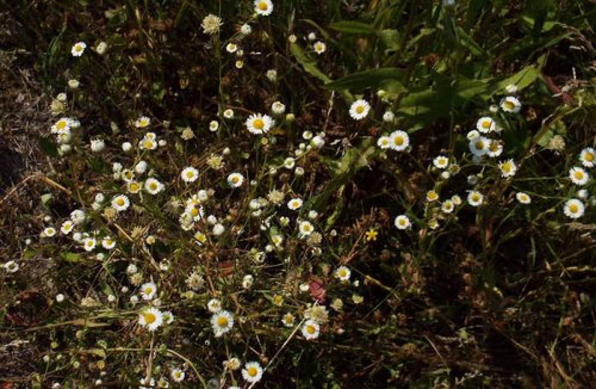 observation image