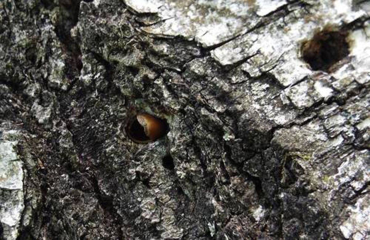 observation image