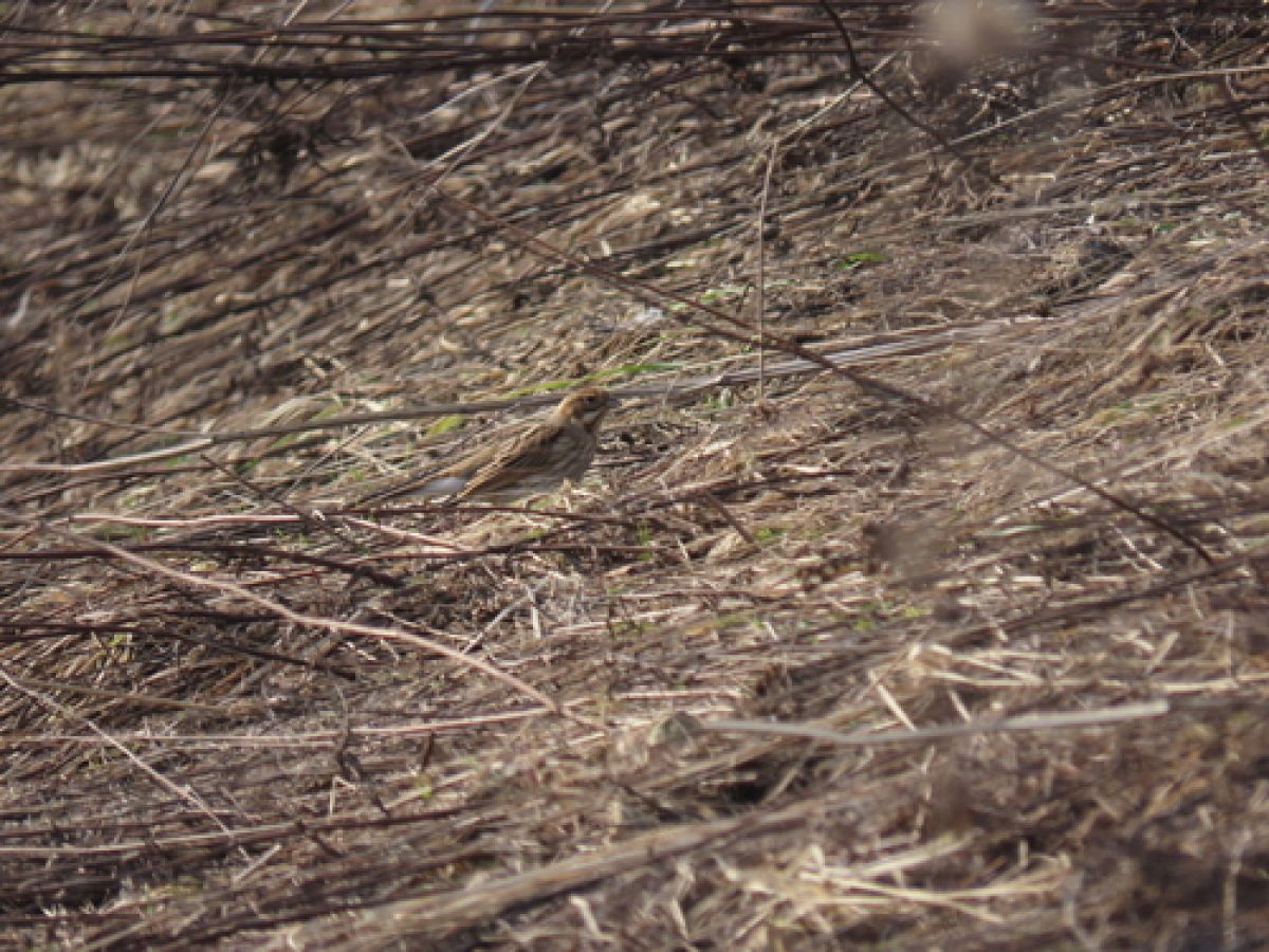 observation image