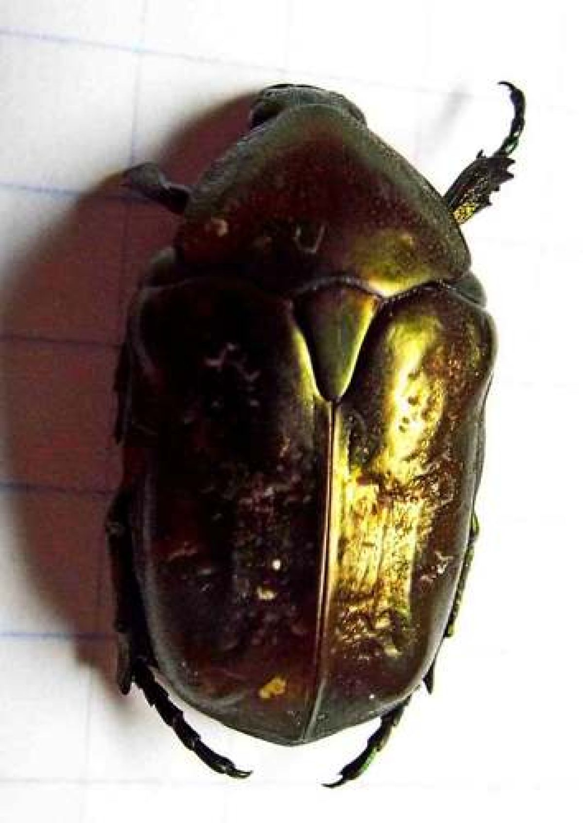 observation image