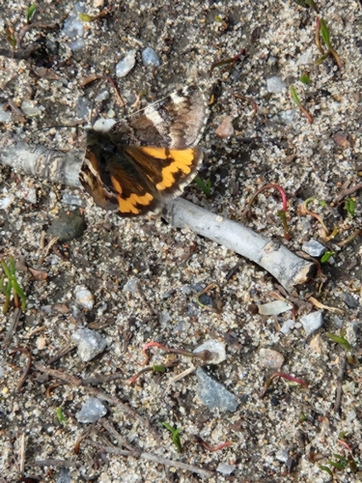 observation image