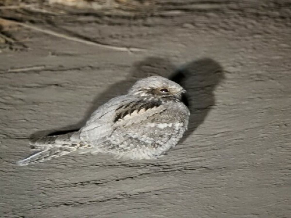 observation image