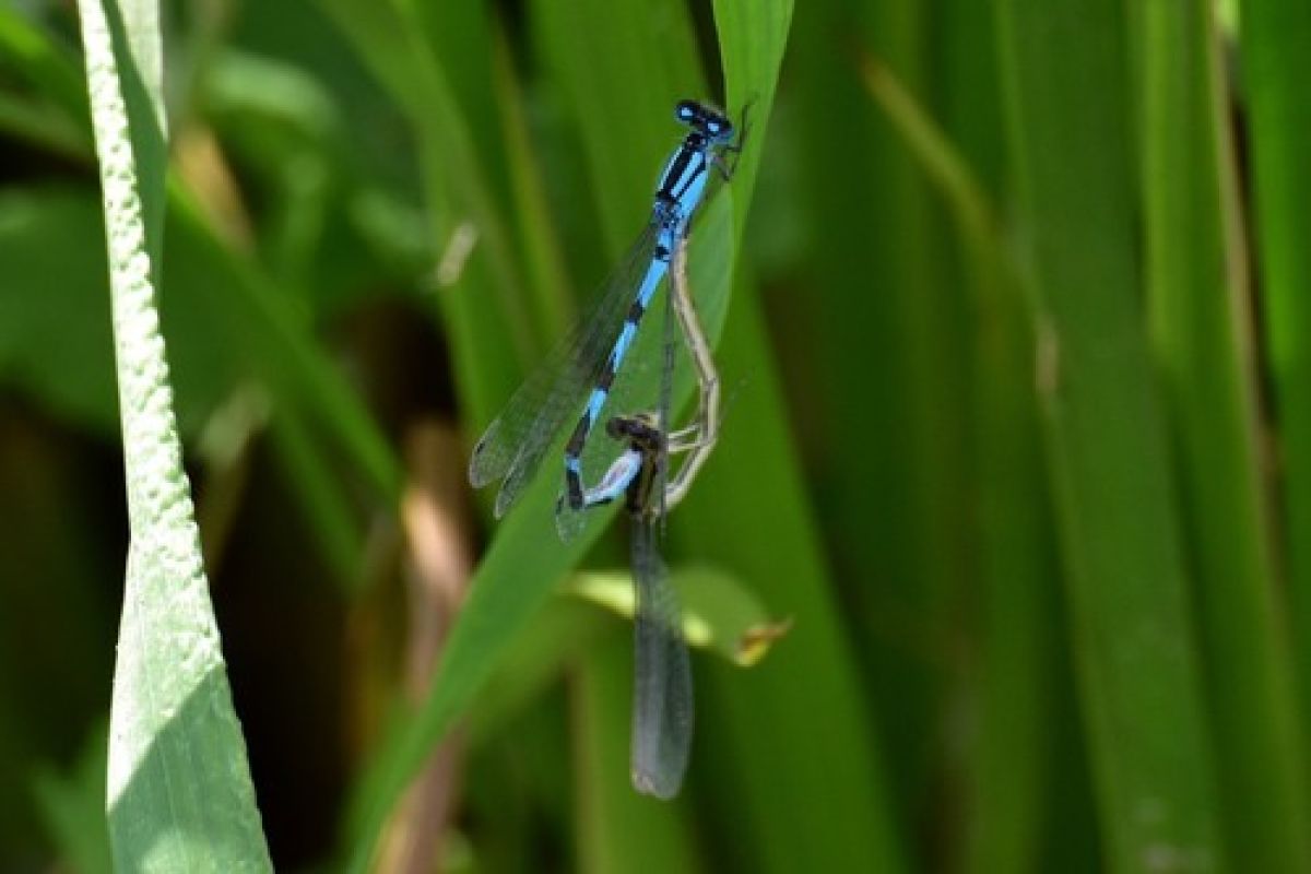 observation image