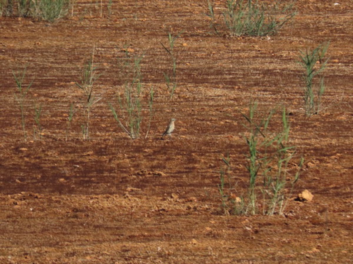 observation image