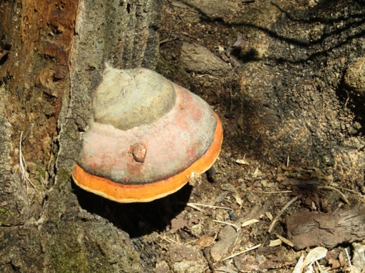 observation image
