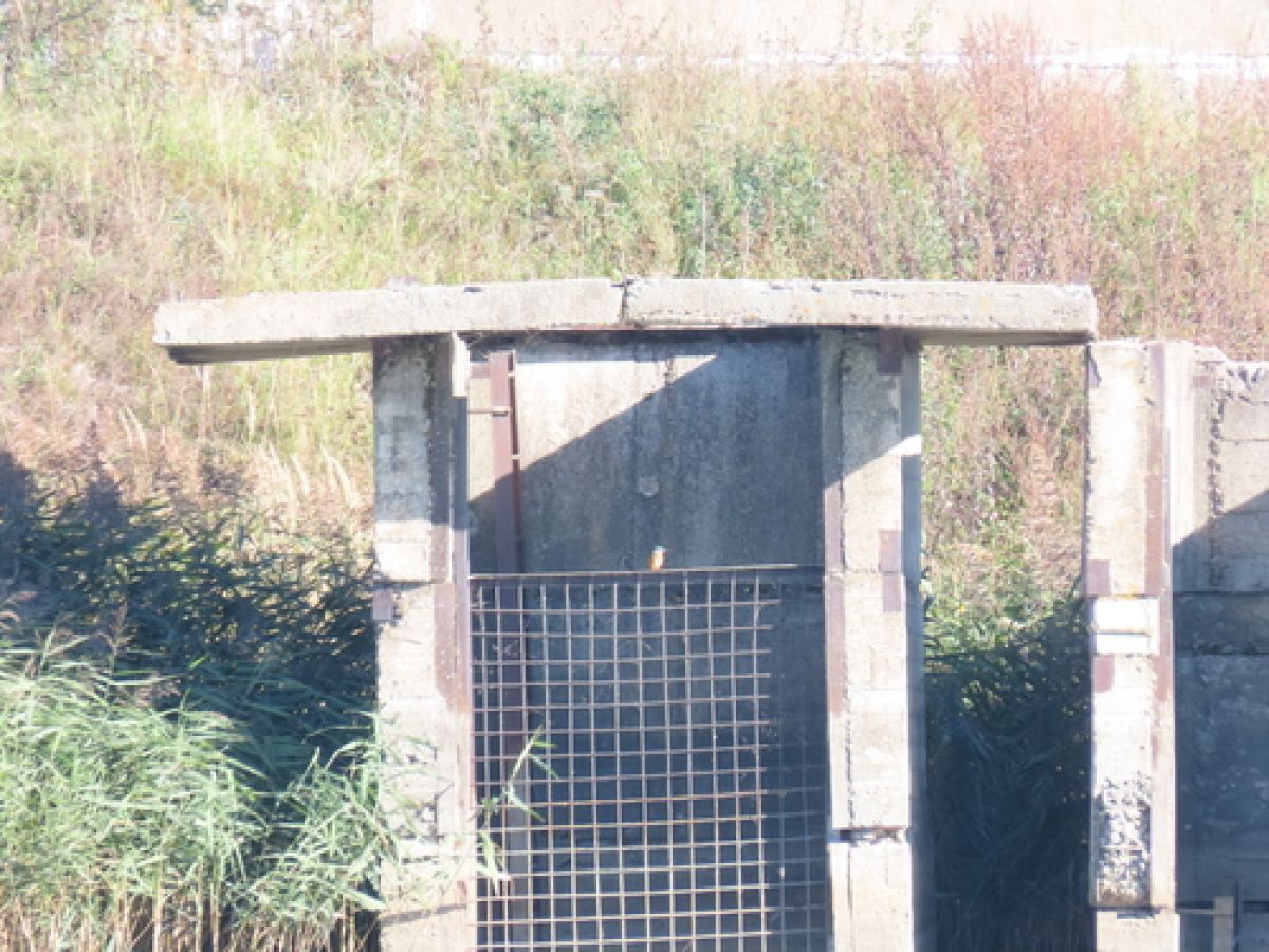 observation image