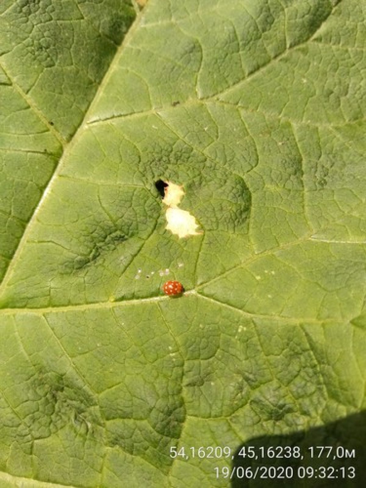 observation image