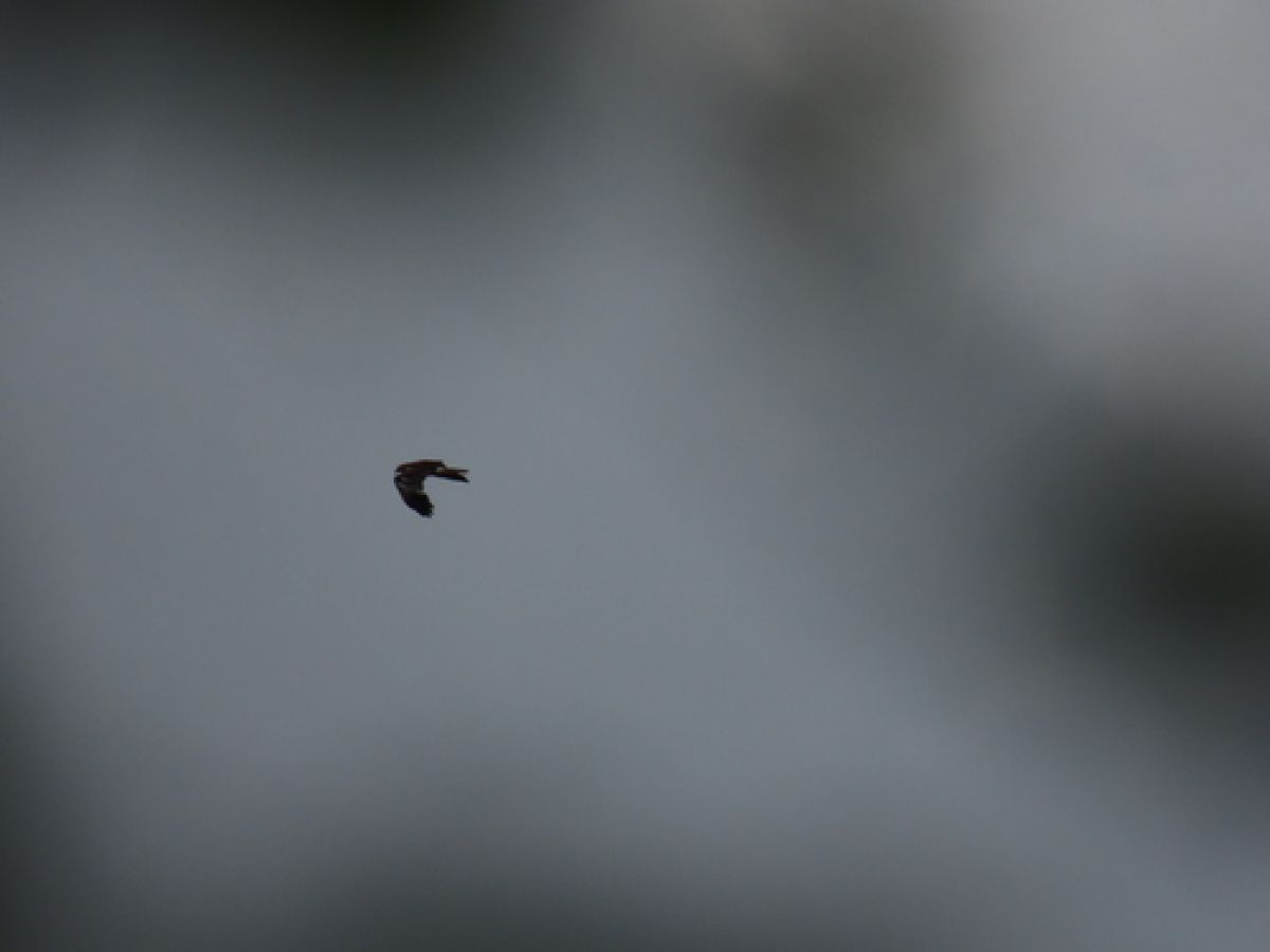 observation image