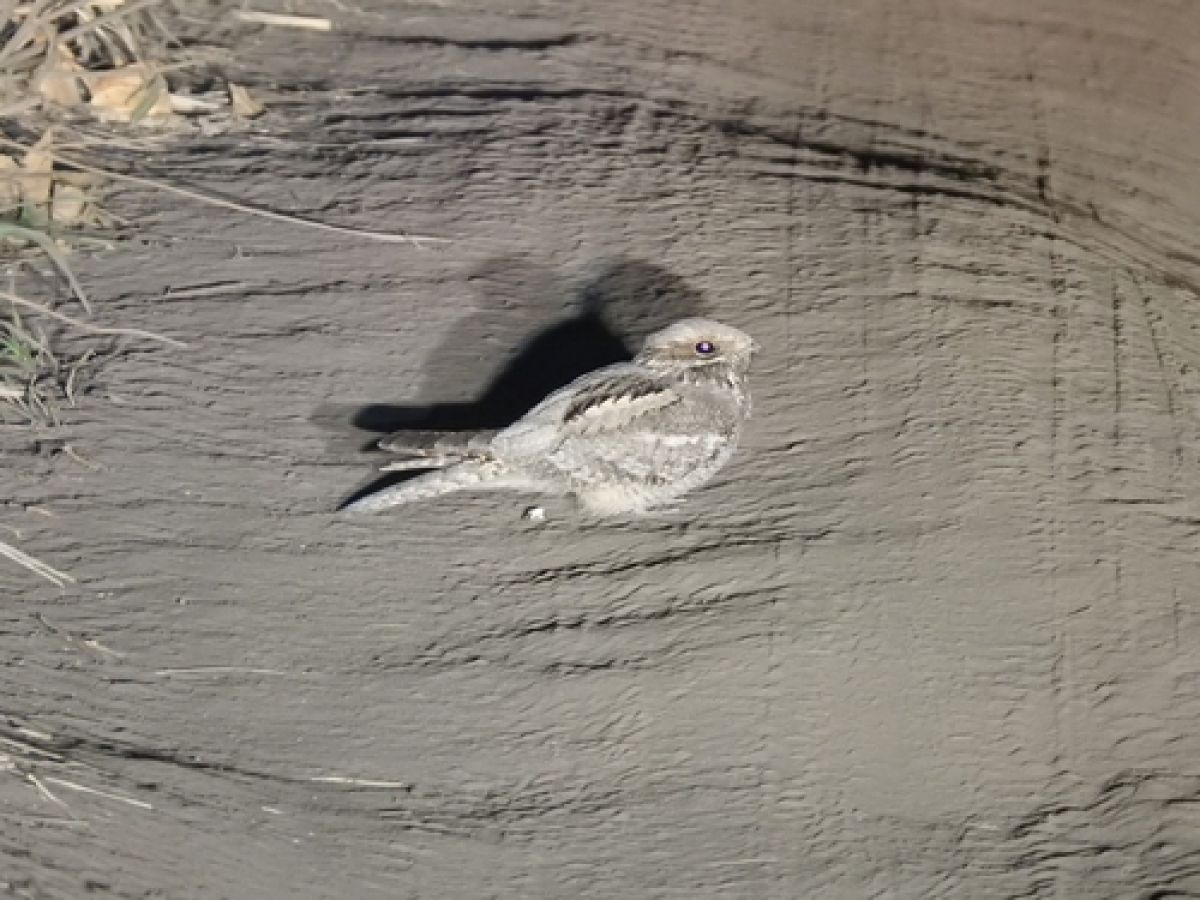 observation image