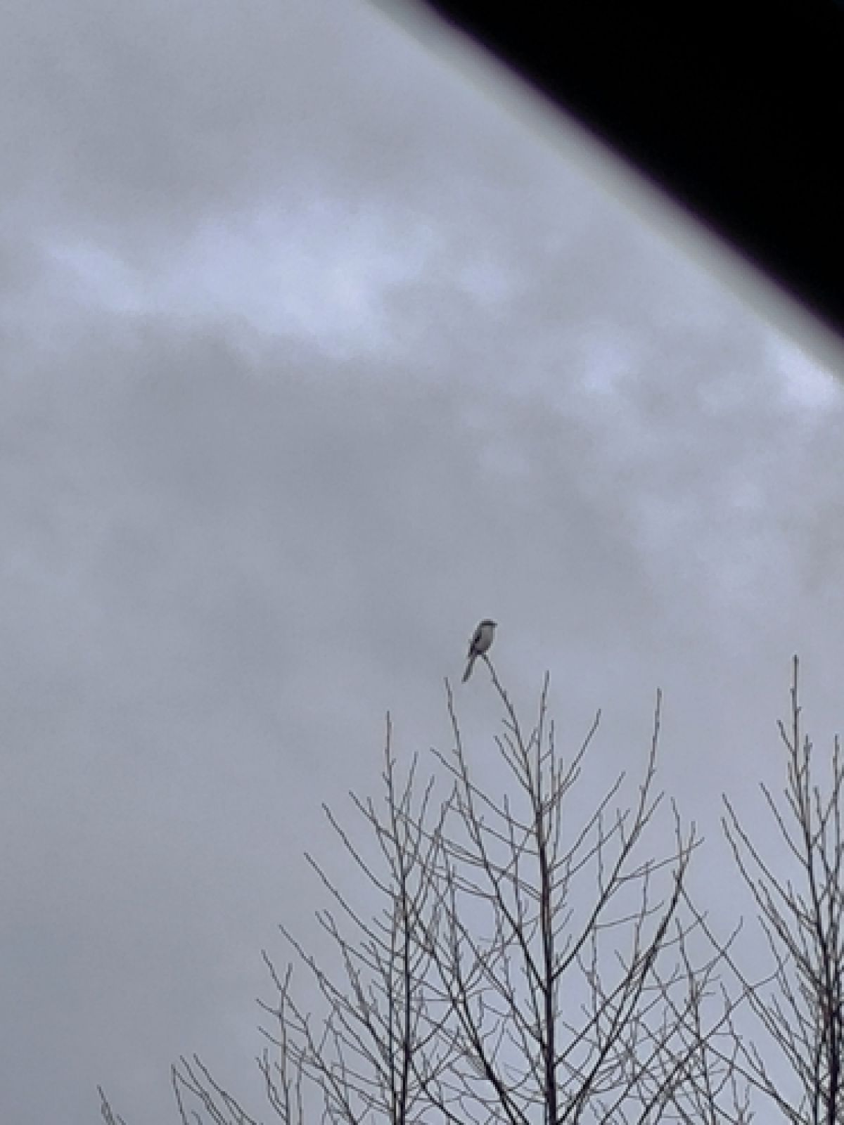 observation image