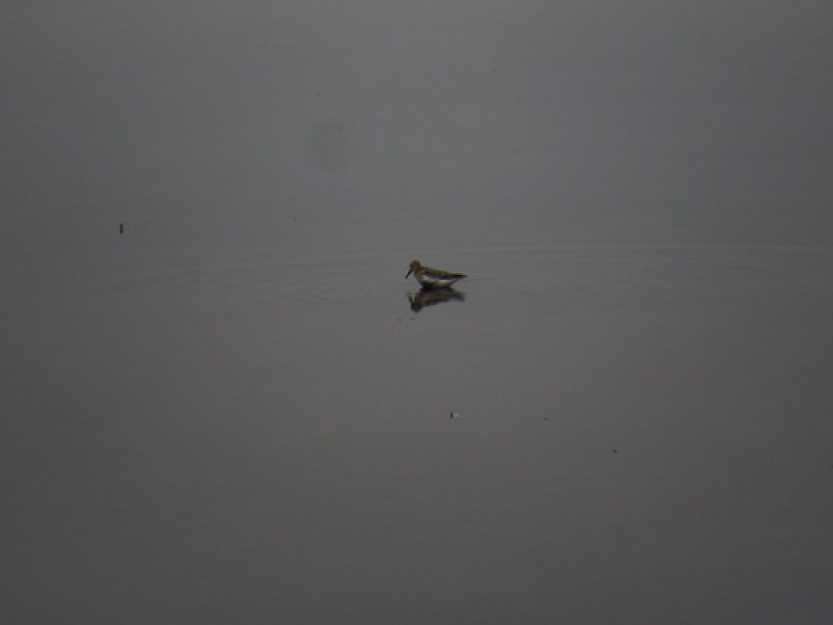observation image