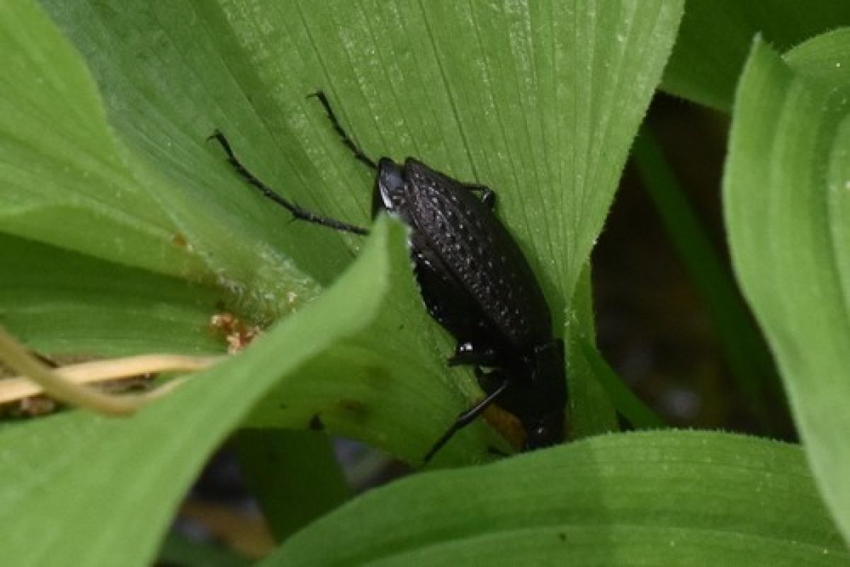 observation image