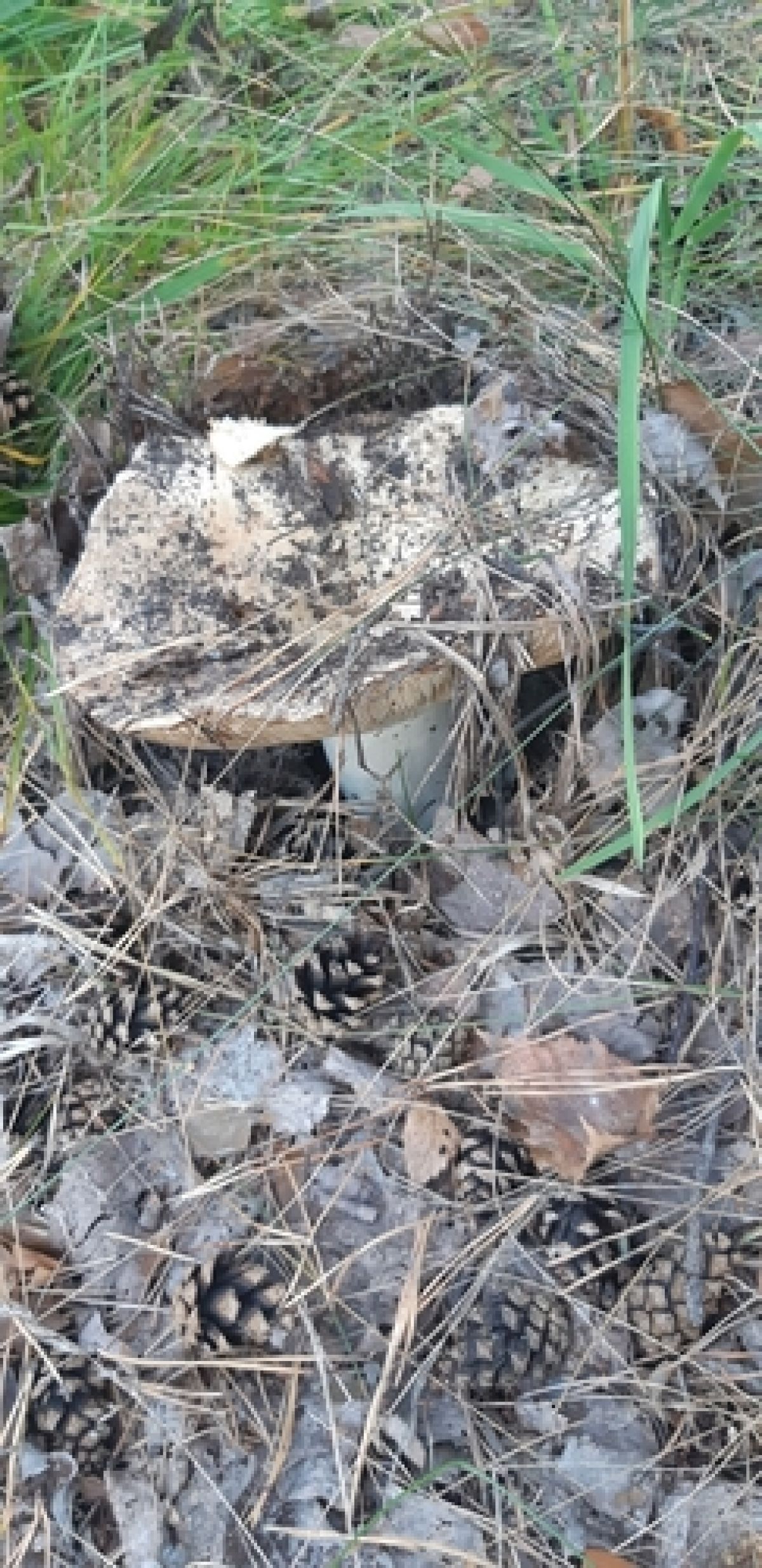 observation image