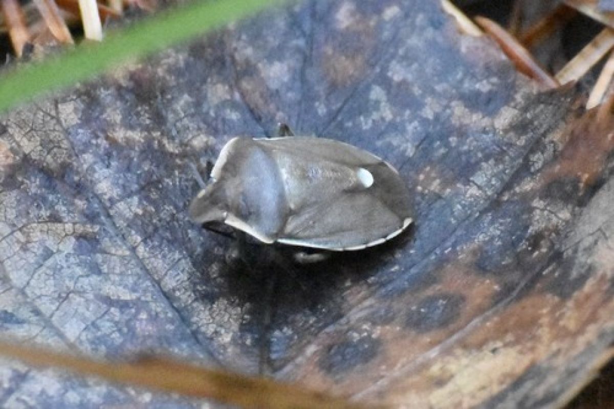 observation image