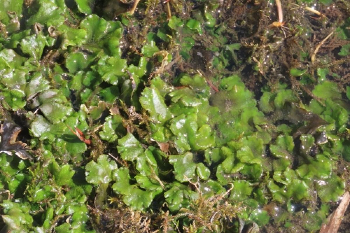 observation image